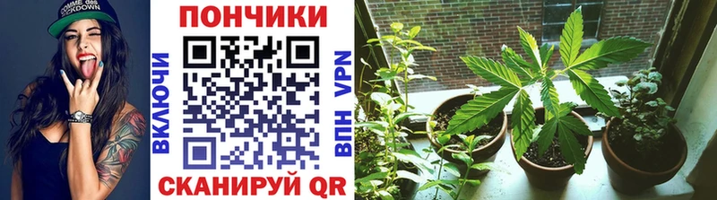 купить  сайты  Советская Гавань  Бошки марихуана VHQ 